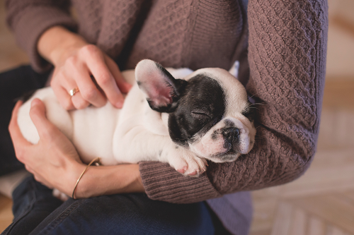 a person holding a dog